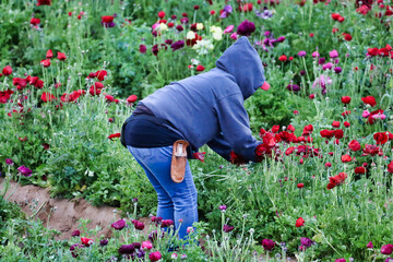 View of a person working in a flower field picking flowers.