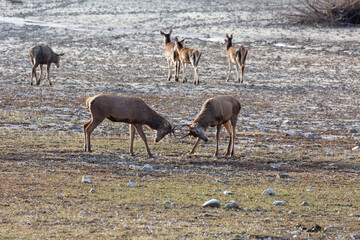 young deer in their first fight