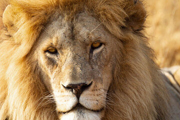 Africa, Tanzania. Headshot of a male lion.