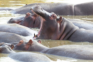 Africa, Tanzania. A hippo yawns showing its sharp teeth.