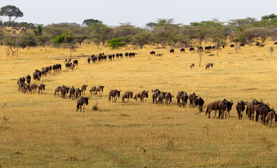 Naklejka na ściany i meble Africa, Tanzania. Wildebeests follow the leader in an orderly line.