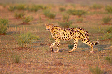 Africa, Tanzania. Portrait of a walking adult cheetah.
