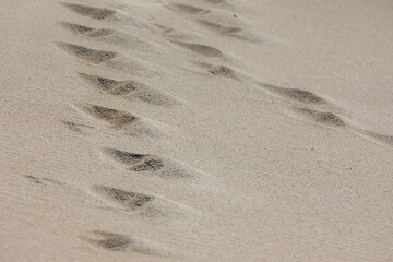 Selective focus of very fine sand beach in the summer under the sun, Beautiful structure  or...
