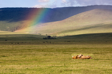Sleeping Lion. Rainbow over Ngorongoro National Park. Tanzania.