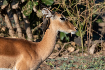 Zambia, South Luangwa. Common impala with red-billed oxpecker cleaning ears.