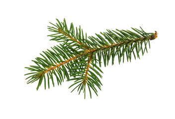 Fir tree branch. Pine branch.