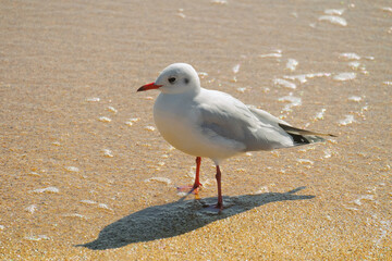 Seagull on the sandy seashore
