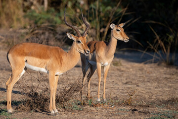 Naklejka na ściany i meble Zambia, South Luangwa. Common impala male and female pair.