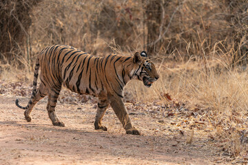 Tiger, Bengal Tiger (Panthera tigris Tigris), walking in Bandhavgarh National Park in India                                                                                                             