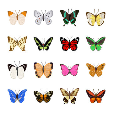 Pack of Beautiful Butterflies Flat Illustrations 

