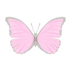 A beautiful flat illustration of cabbage white 