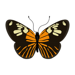 A beautiful flat illustration of cabbage white 