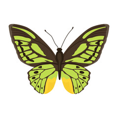 A beautiful flat illustration of cabbage white 