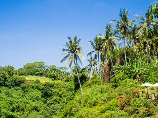 Fototapeta na wymiar Indonesia, Bali, Ubud. Palm trees and forest near the Tegenungan Waterfall.