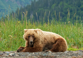 Alaskan Brown Bear Laying In The Sun