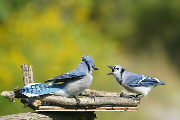 Open mouth threat gesture Blue Jay