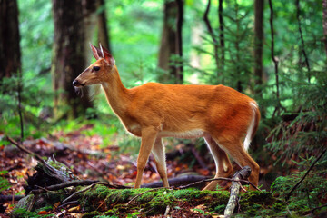 Naklejka na ściany i meble Whitetail Deer in the Adirondacks State Park, Old Forge, New York USA