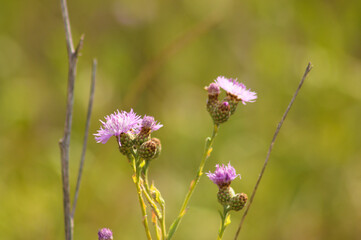 Closeup of spotted knapweed flowers with green blurred background