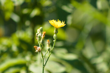 Closeup of perennial sowthistle flower with green blurred plants on background