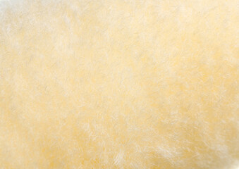 sponge isolate background 