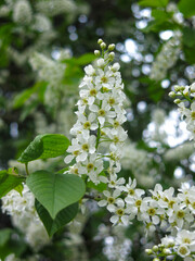 delicate fragrant brushes of cherry blossoms bloom in spring