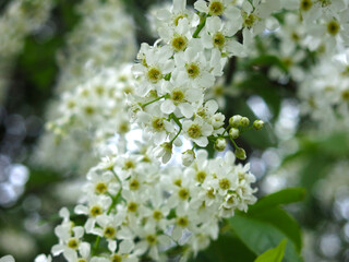 delicate fragrant brushes of cherry blossoms bloom in spring