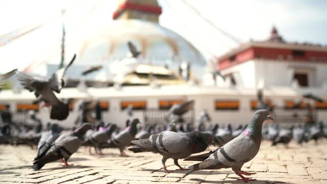 4K footage of large pigeons flock walking, flying and looking at camera on pavement with the Boudhanath Stupa background in Kathmandu, Nepal.