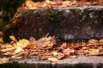 trottoir avec des feuilles d'automne
