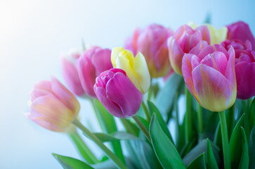 Mix of tulips flowers background