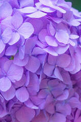 Pink Hydrangea background. Hortensia flowers surface.