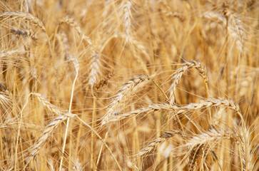 Fields of wheat at the end of summer fully ripe