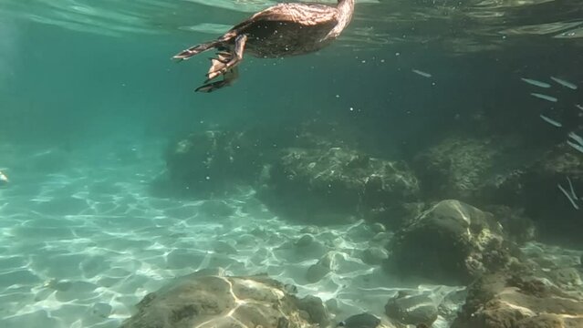  underwater scence  of a cormorant bird diving and swimming  catching fish to eat 