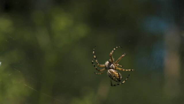 Close-up of wild big spider on web. Creative. Tarantula on spider web in nature. Big spider on web on sunny summer day