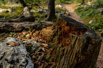 forest landscape near lake Bohinj in the Triglav national park in Slovenia
