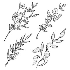 Fototapeta na wymiar Collection sketch twigs. Hand drawn vector floral elements. Hand-drawn doodles illustration. Line art. Icon
