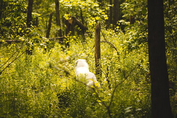 A maremma sheepdog on a small farm in Ontario, Canada.