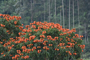 Spathodea flower on tree