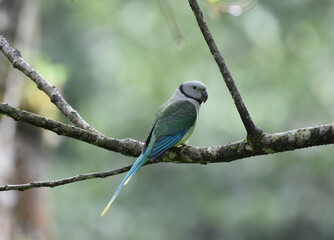 malabar parakeet bird on branch