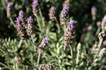 lavender flowers in the garden