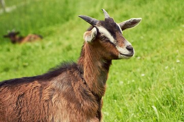 Outdoor goat farm in village