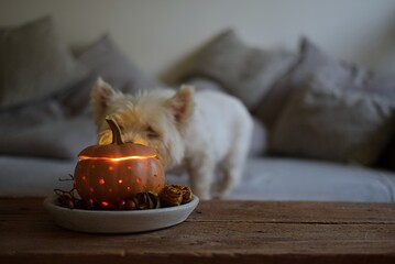 White terrier dog, autumn still life in the living room. Halloween decoration, pumpkin, candle