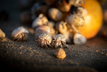 Hermit crabs walking away from food. There are up to 500 species of hermit crabs. They are also often called crayfish. They have a soft bottom, which they hide in the shells of other animals.