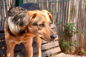 A brown dog is standing on a bench looking to the side with a slightly sad look

