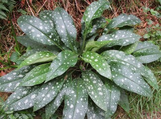  Bethlehem Lungwort foliage (Pulmonaria saccharata).