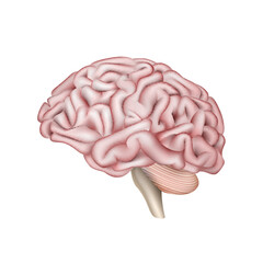 Brain or mind side view realistic vector icon for medical apps and websites