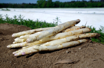 Frisch geernteter weißer Spargel als close-up auf einem Spargeldamm im Feld an einem sonnigen Tag