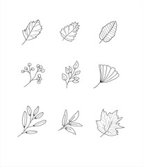 set of leaf vector illustrations