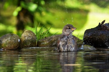 A young house sparrow bathes in the water of the bird's waterhole. Czechia.