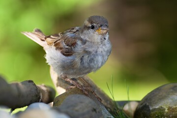  A young house sparrow stands on stones. Czechia.