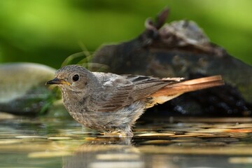Juvenile black redstart ( Phoenicurus ochruros) standing in the water of a bird watering hole. Czechia.